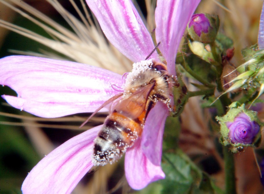 Api, malva e insetto rossonero
